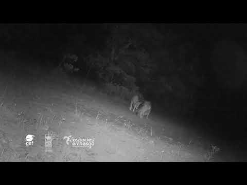 Cachorros sanos de lobo mexicano en Janos, Chihuahua.