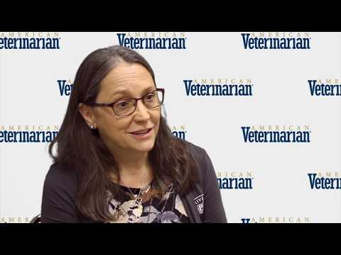 What is the Difference Between Senior and Geriatric Pets?