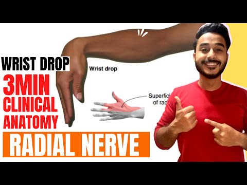 wrist drop anatomy radial nerve clinical anatomy | clinical anatomy of radial nerve wrist drop