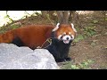 Red Panda Ace's morning walk