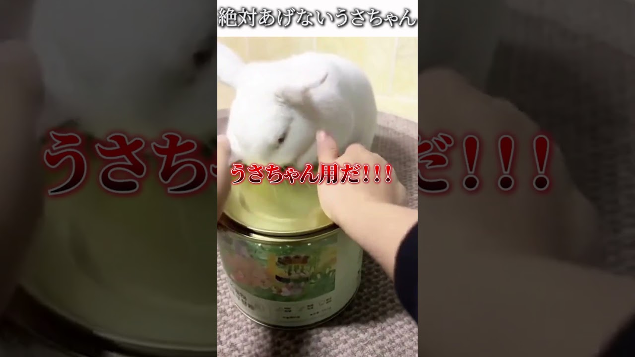 動物のおもしろ画像にツッコミどころ満載なアフレコしてみた＃436【うさぎ】#shorts　#アフレコ #面白動画