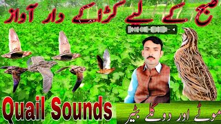 Download lagu Batair ki subah ki awaz 2023/new sounds of quail/quailsounds/female quail calling|Batair hunting TV mp3