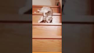 ☆Super Cute Animals☆Cute cats and funy dogs＆cat　videos compilation2021C⑫#Shorts