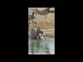 Alligator Crocodile Attacking Zebra Protecting Its Baby Wildlife Adventure Safari Animal Attack