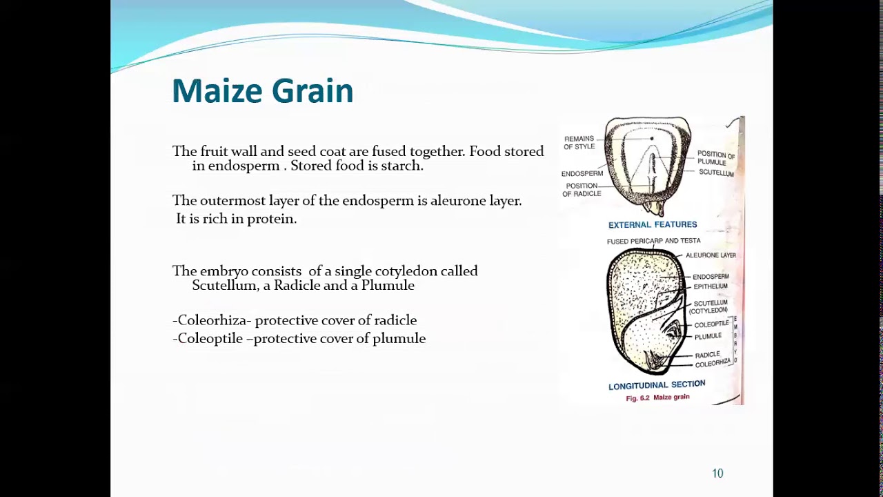 Class 9, Biology, Chapter 6 Seeds  Structure & Germination by Sisily Benny
