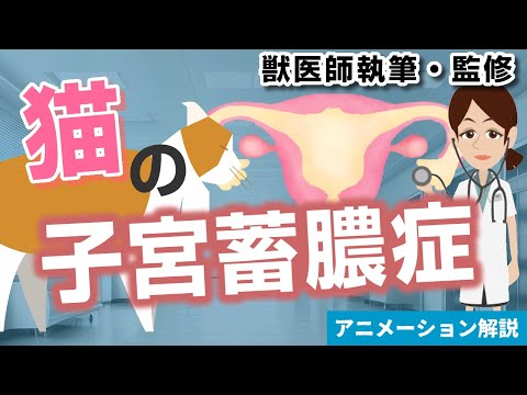 猫の子宮蓄膿症 - 症状と治療法