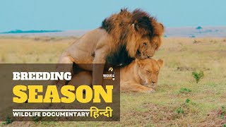 Mating Season - Wild Africa, हिन्दी डॉक्यूमेंट्री | Wild animals documentary in Hindi