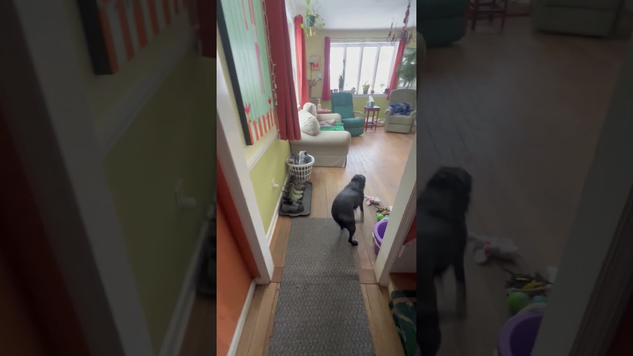 Enlarge Lola In Maine, an adoptable mixed breed in South Portland, ME video 4/5