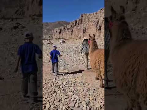 Jujuy Tilcara paseando con caravana de llamas #argentina #jujuy #jujuyargentina #tilcara