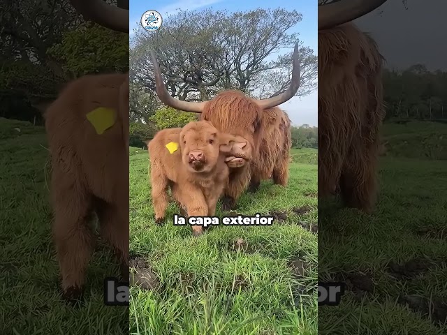 Vídeo relacionado con Papo 51178 Highland Ganado Farmyard Friends Figurilla, 51178 Highland Ganado