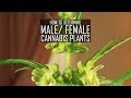Seeds Soil Sun How To Grow Cannabis 3 How To Determine Male Female Plants
