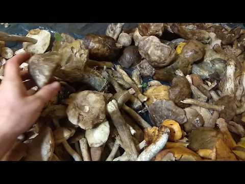 Аномальное количество грибов в Ленинградской области 2018.