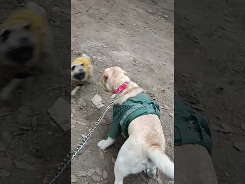 Jerry plays with his friend #doglovers #labrador #petlover #cutedog