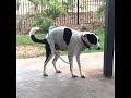 Dogs Hula Hooping