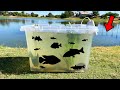 I Made A Wild Fish Tank With Golf Course Fish