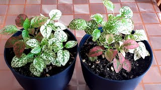 Polka Dot plant Repotting #Polkadotplant