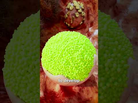 Why Some Tumors Have Teeth, Hair, And Eyes 🤯