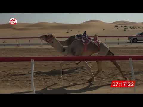 ش 7 (عالي) لـ سهيل دليله صقوح العامري 13:40:72 , شارة الديوان 2026/2/22 حول زمول الوقن