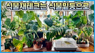 식물재테크는 식물밑둥으로 하세요!! 식물밑둥울 키우면 좋은 이유와 장단점, 희귀식물 삭발 번식 근황!!