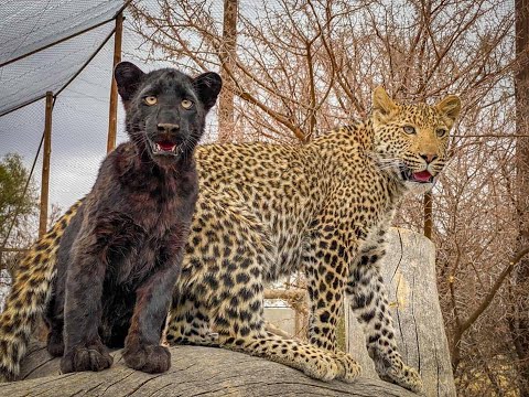 Refuge des félins - Afrique du Sud