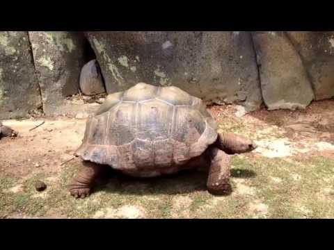 Tortoise Walking Slowly.