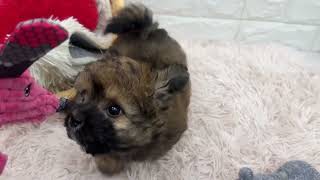 ハーフ犬の動画02