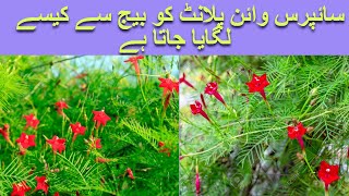 Cypress Vine Plant || How To Grow Cypress Vine From Seed With Result ||