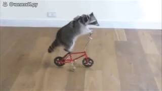 животные на отдыхе, приколы
