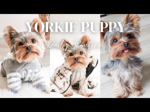 A DAY IN THE LIFE OF A YORKIE PUPPY | YORKIE DAILY ROUTINE