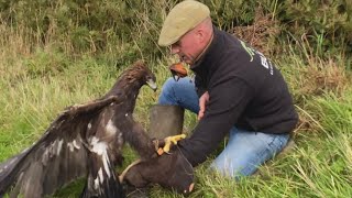 What are the benefits of Drag Lure Training a Golden Eagle…? 🤔