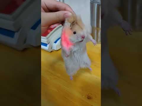 Hamster core 🐹🤣 #funnyshorts #funny #animals #hamsters #usa #fyp #funnyvideo #cute #pets 3