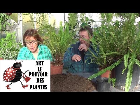 , title : 'Tuto jardinage: Fougère néphrolépis: Comment faire la culture et division: Plante verte:'