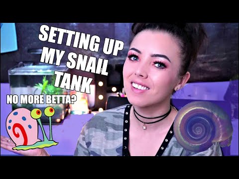 SETTING UP MY NEW SNAIL TANK! | NO MORE BETTA FISH?