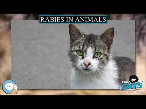 Rabies in animals 🐱🦁🐯 EVERYTHING CATS 🐯🦁🐱