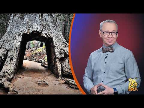 Всё обо всём. Кора с деревьев. Выпуск от 21.04.26