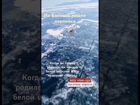 На Байкале нашли нерпенка-потеряшкуМалыша обнаружили рыбаки в местности «Таланки». #байкалбуддатур
