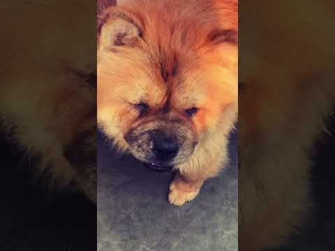 Flashback 2021 #dogs #pets #bongbikerslifewithpets