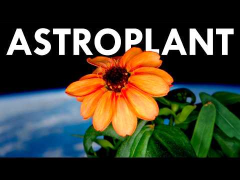 This Is What Space Does to Plants