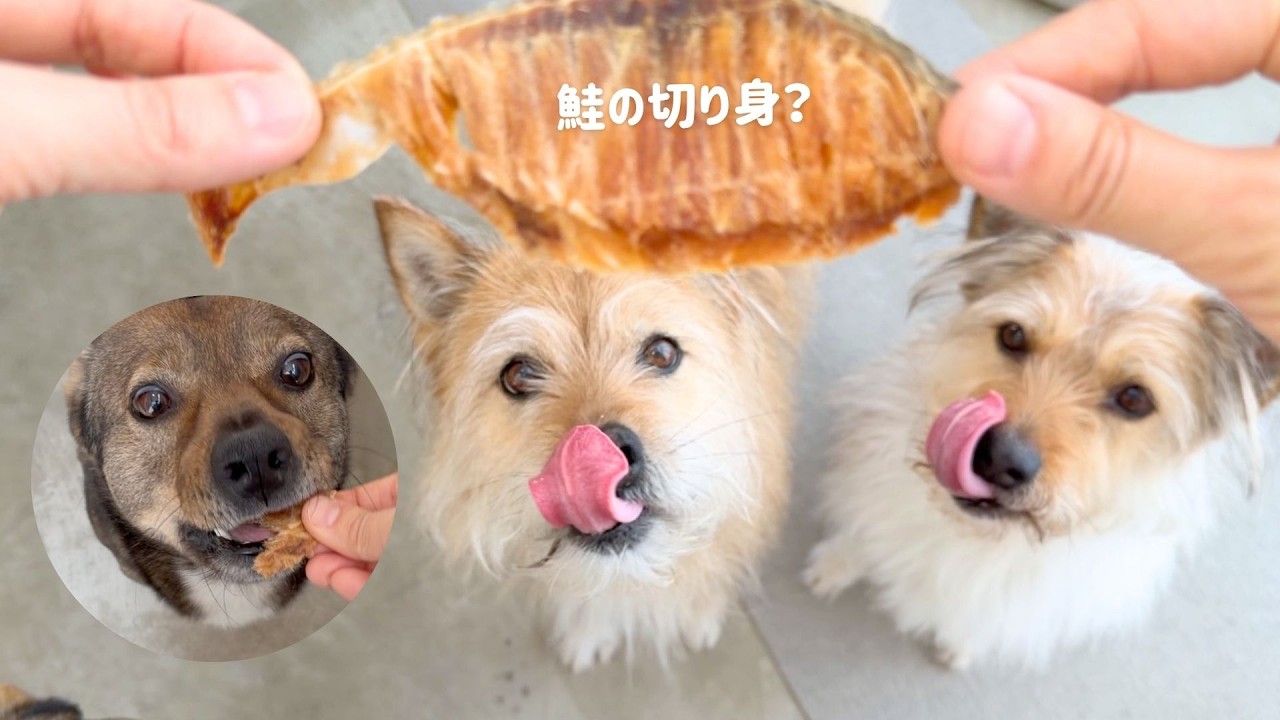 ママのねーさんから届いたお見舞いにおめめキュルルンなポテひだチャ