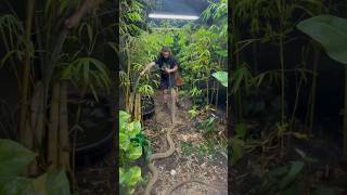 King Cobra Drinks from hose! #short #shorts #animal #wildlife #kingcobra #nature