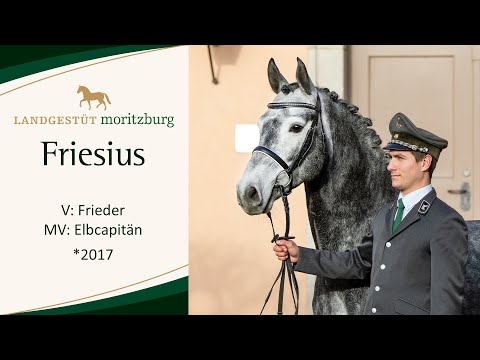 FRIESIUS v. Frieder - Elbcapitän