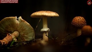 Мухоморы и съедобный поплавок