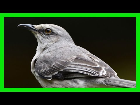 Spevák mnohohlasý (Mimus polyglottos) — spev a hlas v prírode