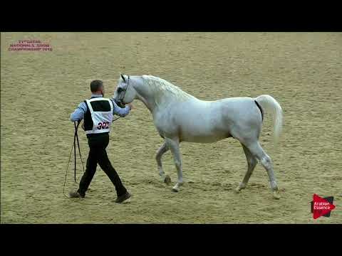 N.322 HOROB BIN ESCAPE - 21st Qatar National 2018