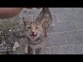 Cute Hungry Gray Cat Comes Running Up To Me And Asks Me For Food