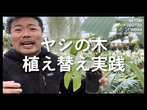 ゴールデンフルーツヤシ、アレカヤシ 植物