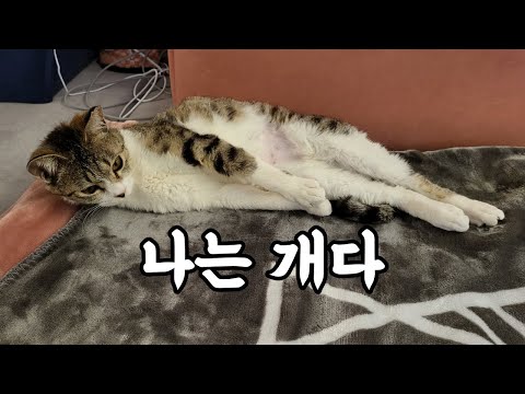 집에 들어오더니 주인행세를 하기 시작한 노숙자 길냥이