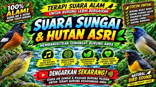 Download lagu Cepat Buka Paruh! Suara Air Terapi Burung Macet Bunyi Paling Efektif Gacor Seketika Nyaut mp3