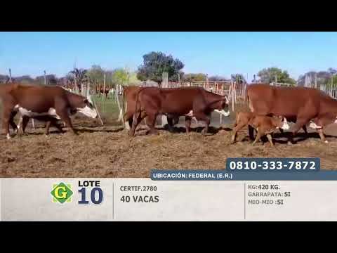 Lote Vacas en Federal (E.Rios)