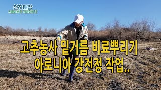 고추농사 밑거름용 비료뿌리기 / 아로니아 강전정 작업